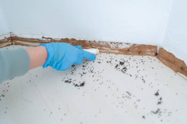 Flea Control Services in Metuchen, NJ